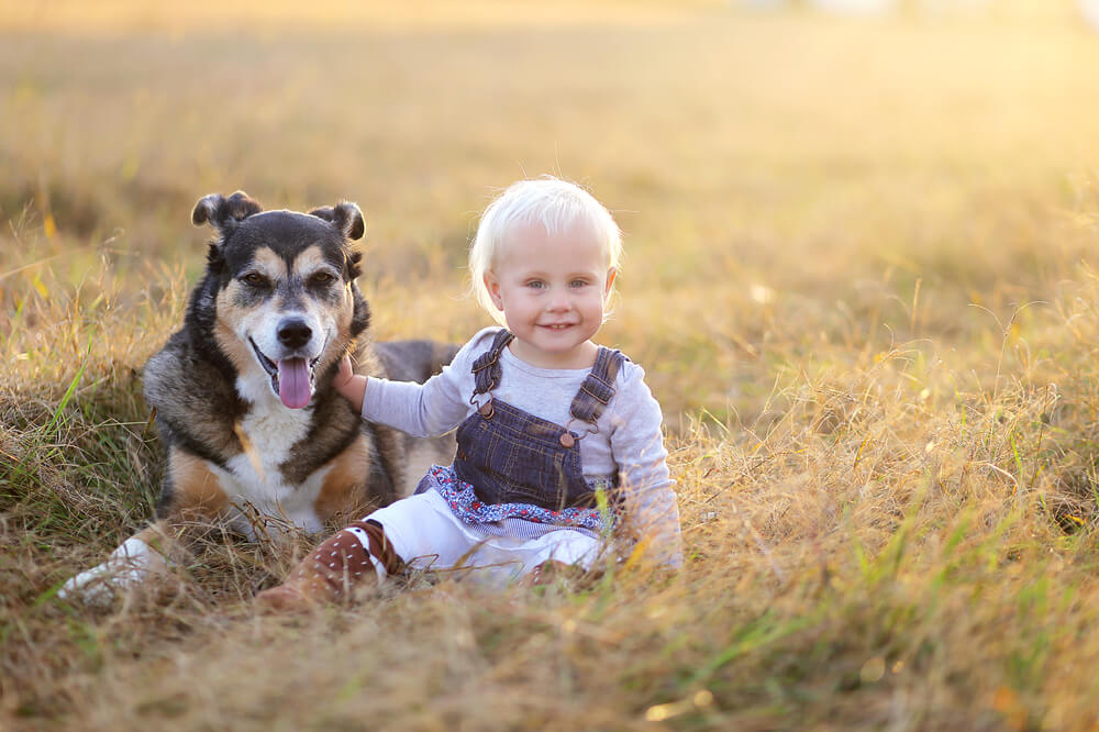 Stem cell therapy for dogs