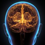 A 3D illustration of the brain